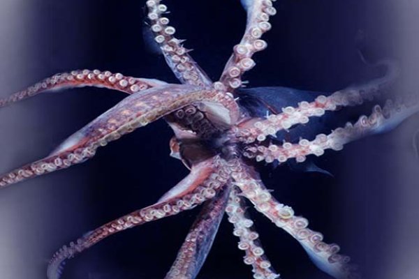 Кракен тор kraken014 com